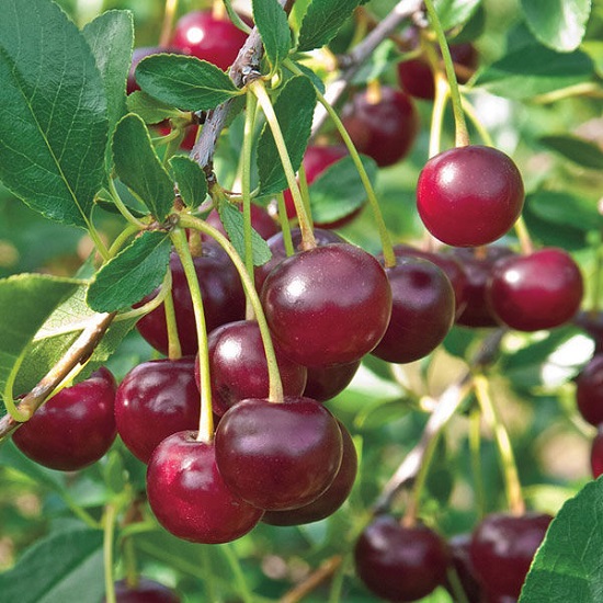 Вишня Кармин Джевел v2 Lav 