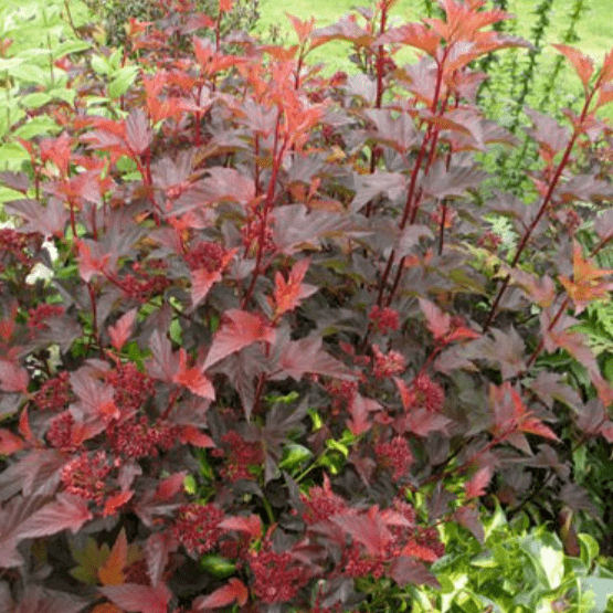 Пузыреплодник калинолистный Сентер Глоу v2 Lav 