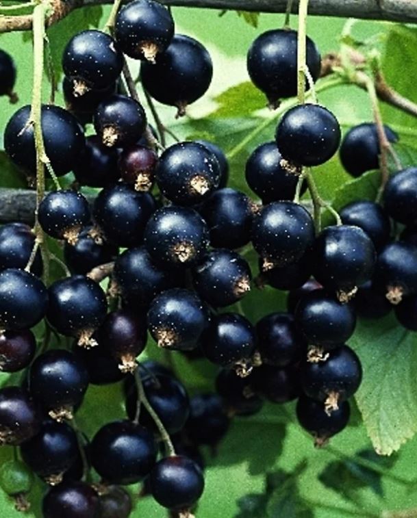 Смородина черная Титания С5 FD 