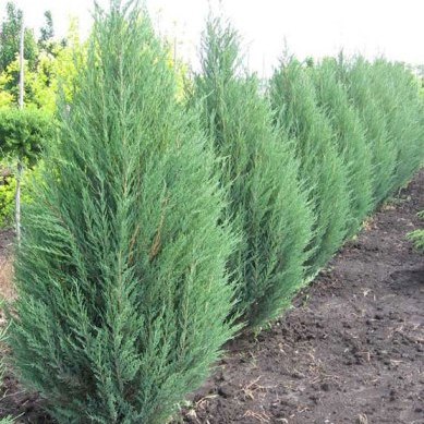 Можжевельник лежачий "Нана" с2 