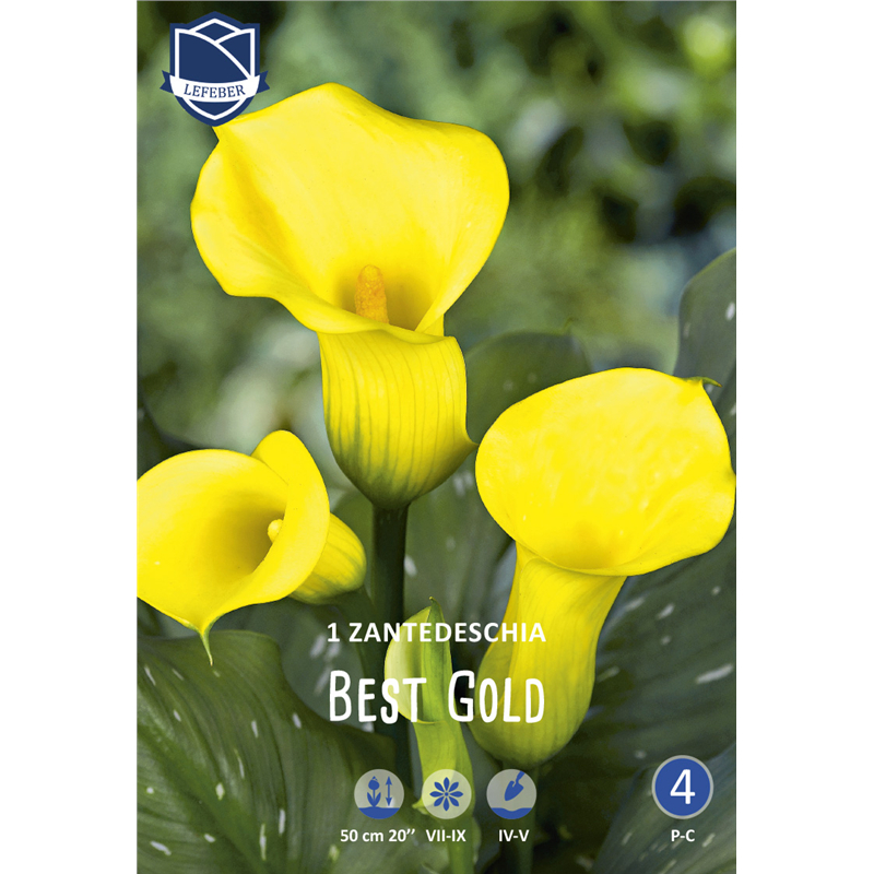 Клубень Калла Бэст Голд 16/18 1шт 