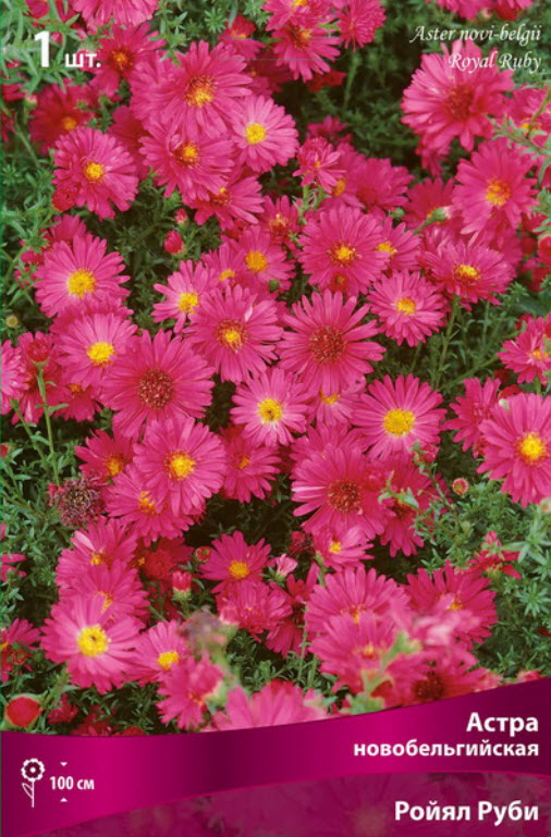 Корневище Астра новобельгийская Ройял Руби 1шт. Поиск 