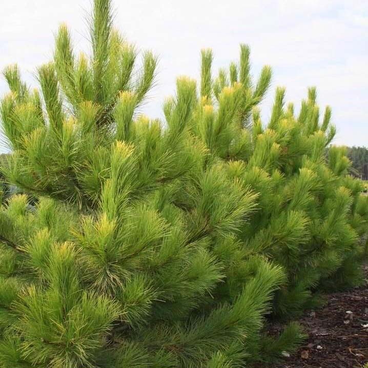 Растение сосна черная Голфингер с3 