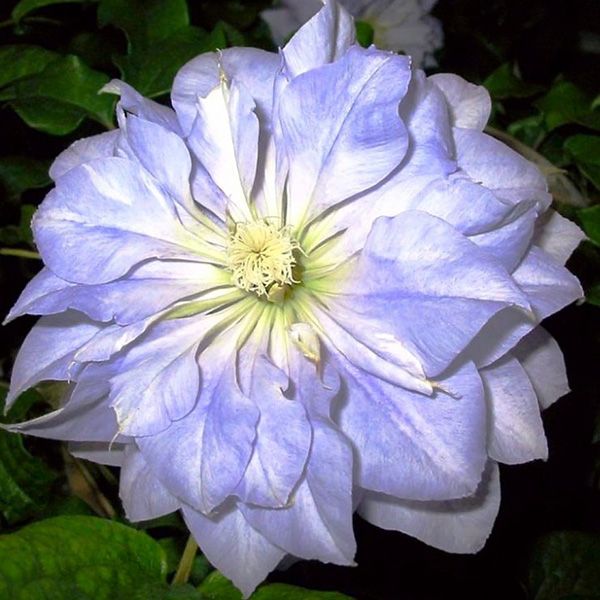 Клематис Даймонд Болл Р9 