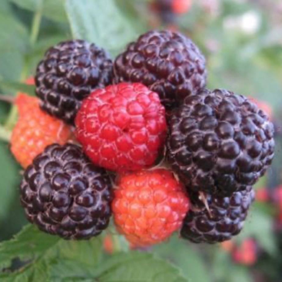 Малина черноплодная Бристоль с2 ЦО по цене  Малина черноплодная Бристоль с2 ЦО