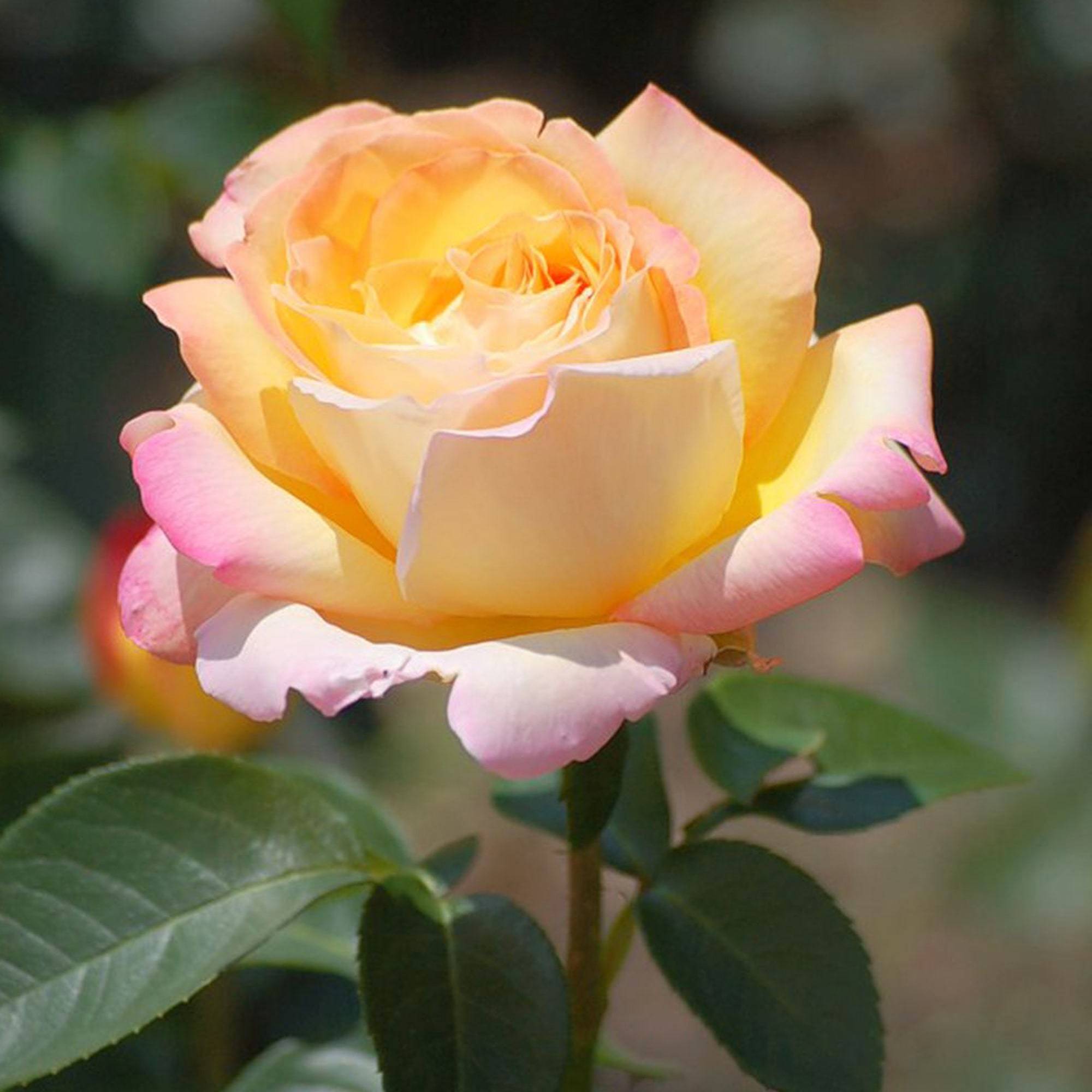 Роза чайно-гибридная Пис (Глория Дей) в коробке ЦО 