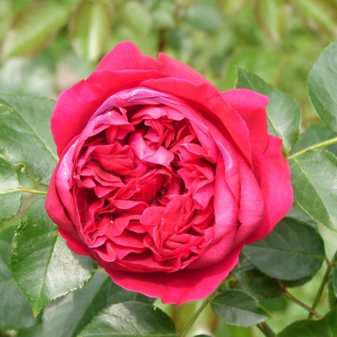 Роза кустовая Эрик Табарли v10 Tim 