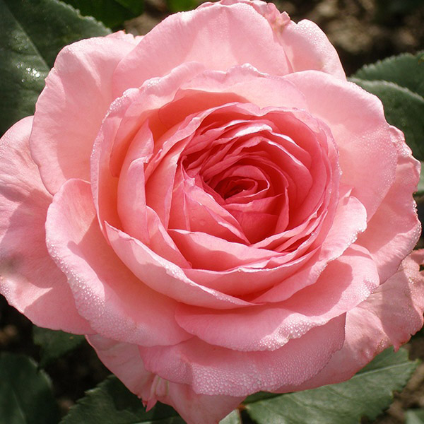 Роза чайно-гибридная Лив Тайлер v7 Tim 