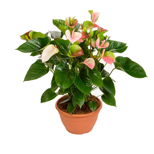 Антуриум Андрианум Фентази d12 h40 