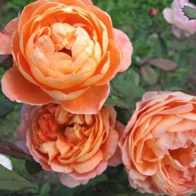 Роза английская Леди Эмма Гамильтон v6 Tim 