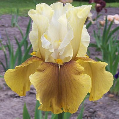 Корневище Ирис бородатый Бейберри Кэндл,1 шт. 