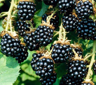 Ежевика Лох Мери v2 Tim 