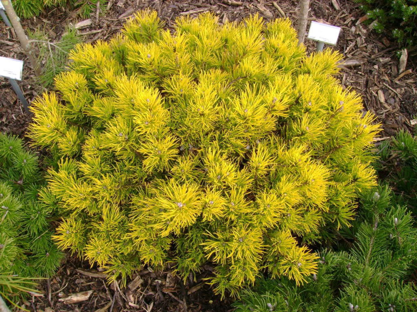 Сосна горная Карстен Винтерголд  v10 30-40 Tw 