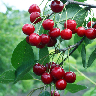 Вишня Молодежная С7,5 100-140 ЦО 