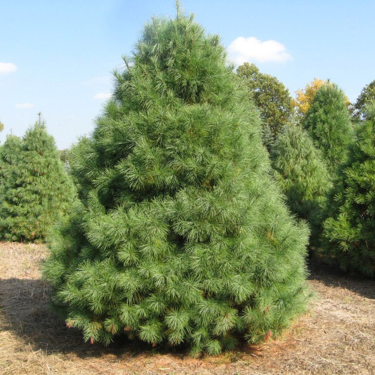 Сосна веймутова v3-5 Tim по цене  Сосна веймутова v3-5 Tim