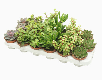 Кактус экстра микс d9 h15 