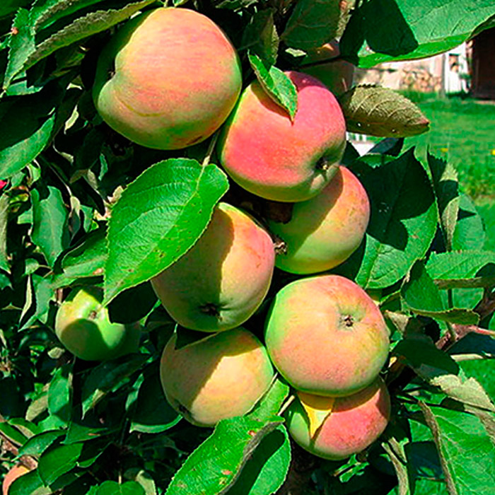 Яблоня колон Память Блынского v 5-10 