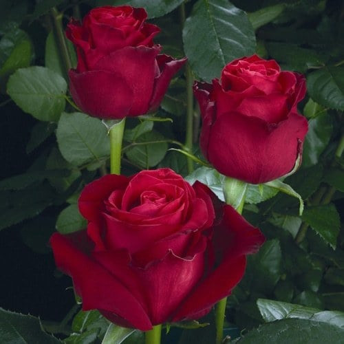 Роза чайно-гибридная Гладиатор v5 Sav 