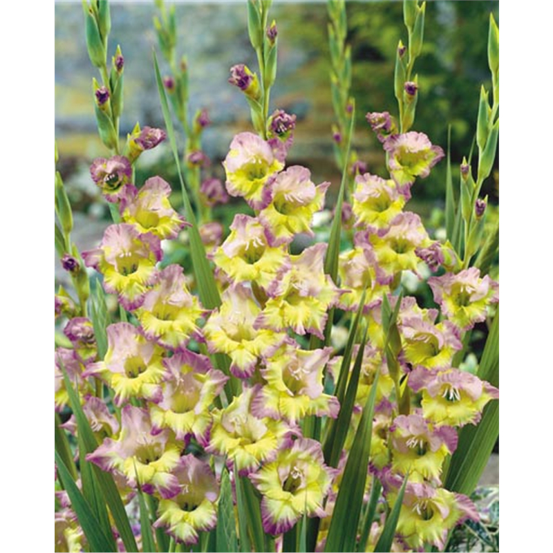 Луковица Гладиолус Мунлайт Шадоу 14/16 10шт 