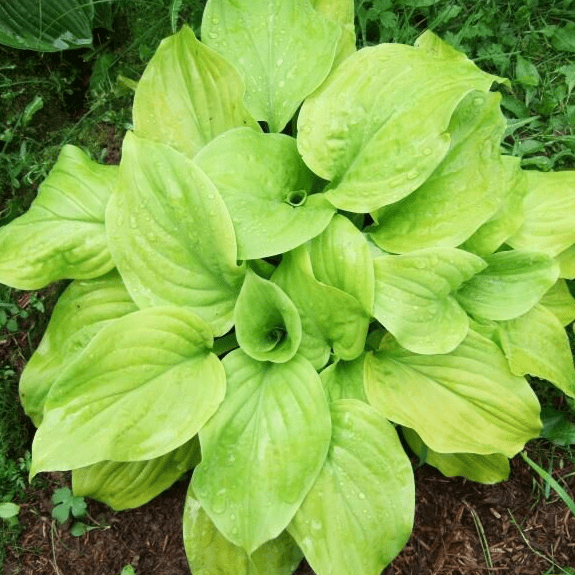 Хоста Тортила Чипс v2 Tim 