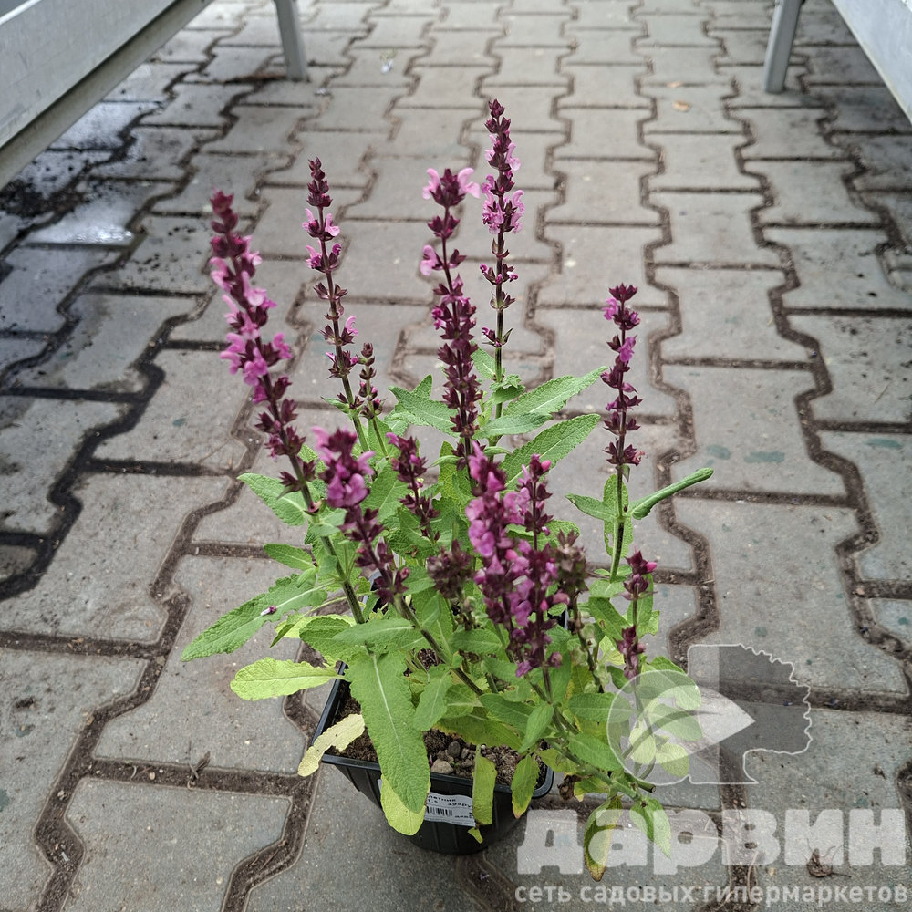 Шалфей v1,5 Push 