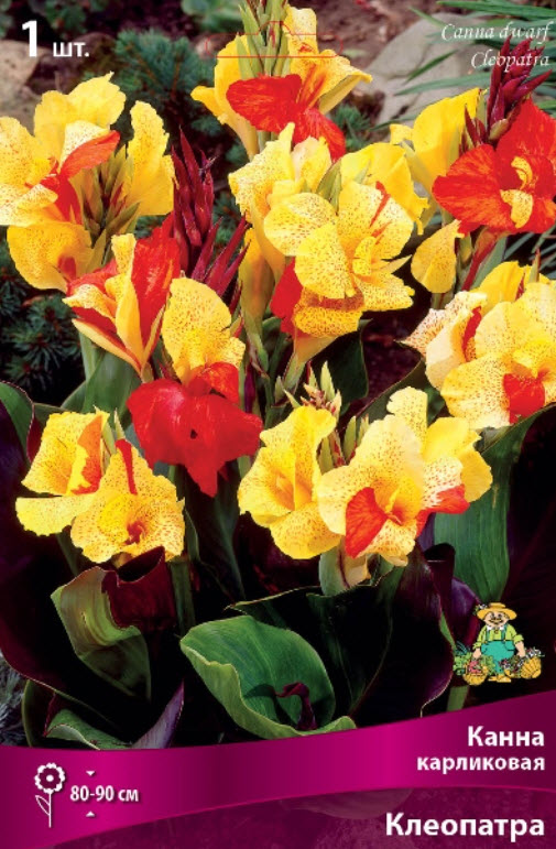 Корневище Канна карликовая Клеопатра 1шт. Поиск 