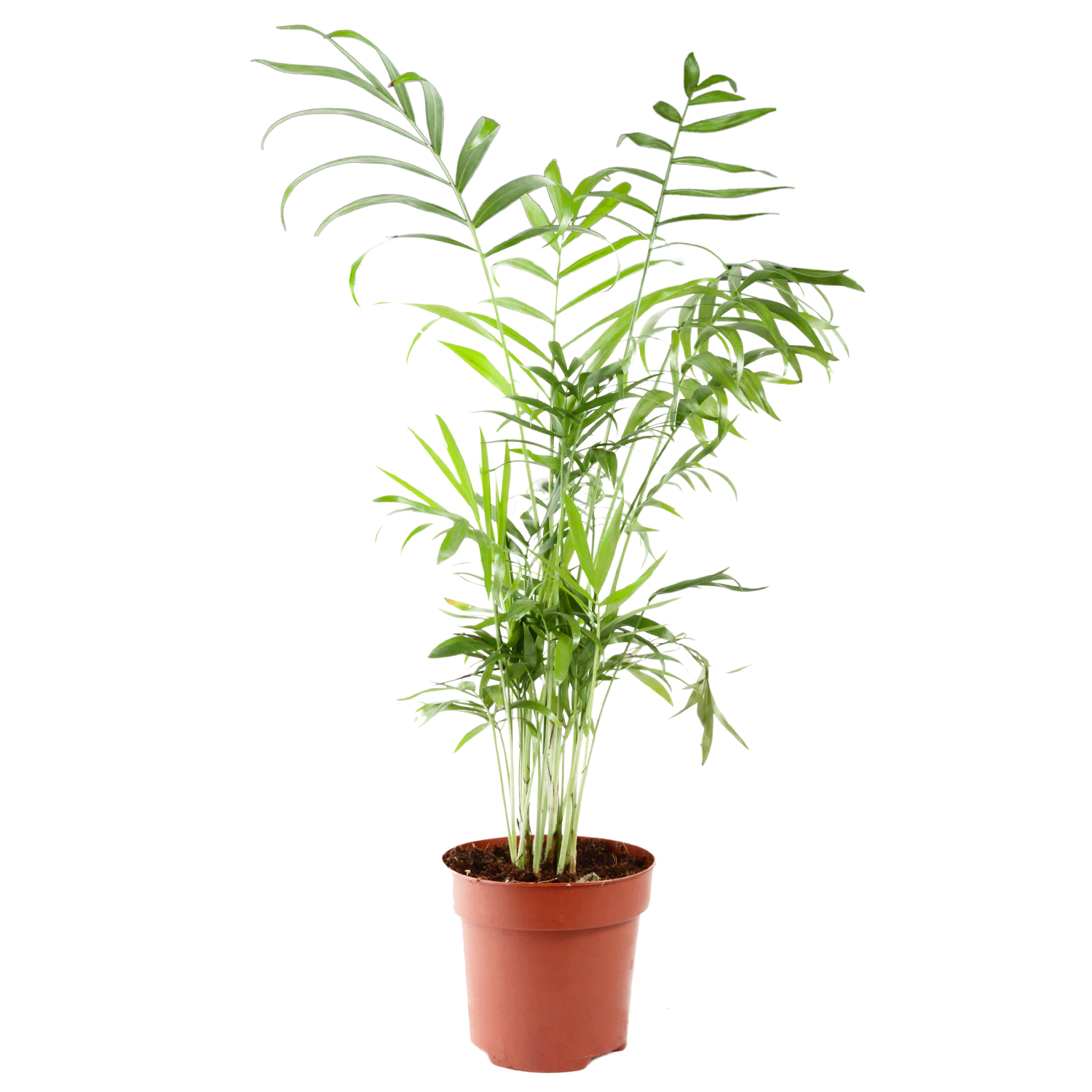 Хамедорея d12 