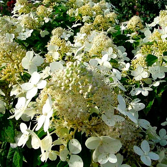 Гортензия черешковая v5 h40-60 