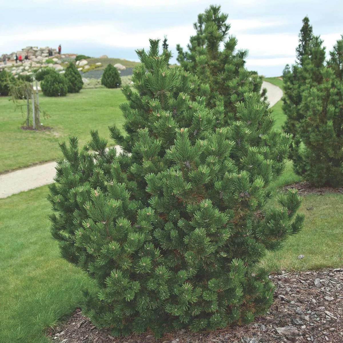 Сосна горная Корлейс Мат v15 75 см штамб 