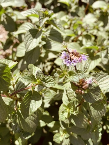 Корневище Мята перечная Тархун 1 штПоиск 