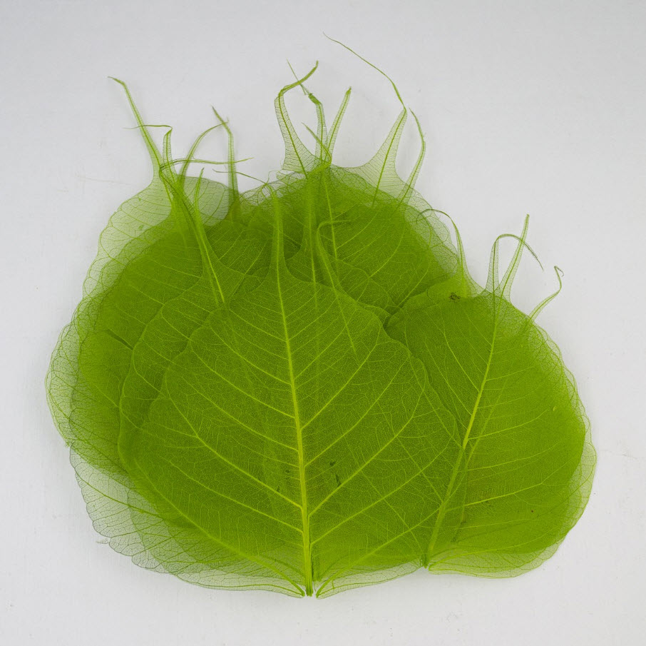 Сухоцветы Листья скелетированные набор 50шт, зеленый по цене 