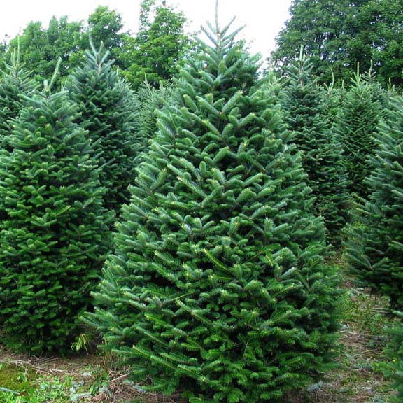 Пихта Фразера С3, 50-60см BL по цене  Пихта Фразера С3, 50-60см BL