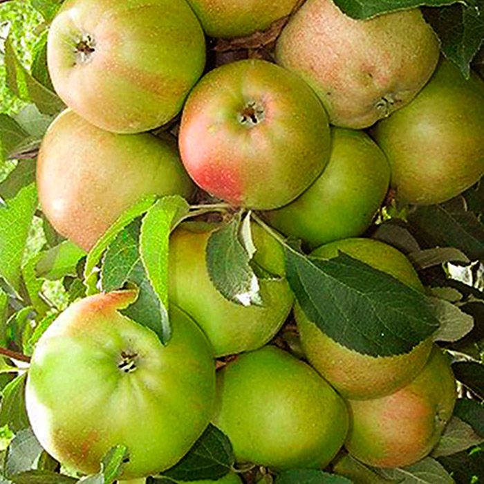 Яблоня колон Зеленый шум v5-10 Tim 
