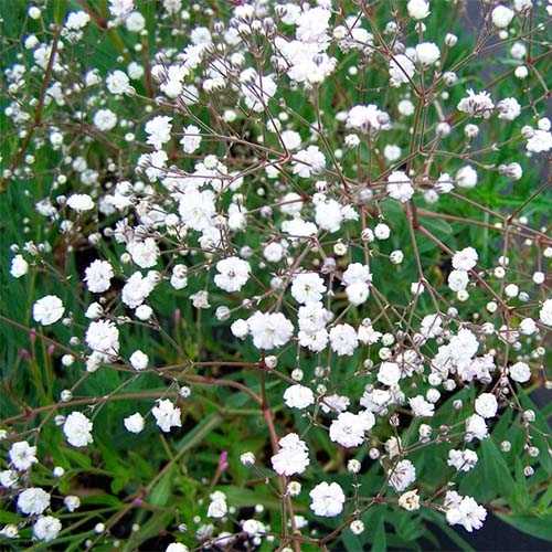 Гипсофила р9 Push 