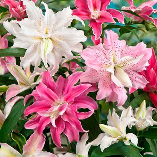 Луковица Лилии Ориентал Дабл  Микс , 3 шт/уп 