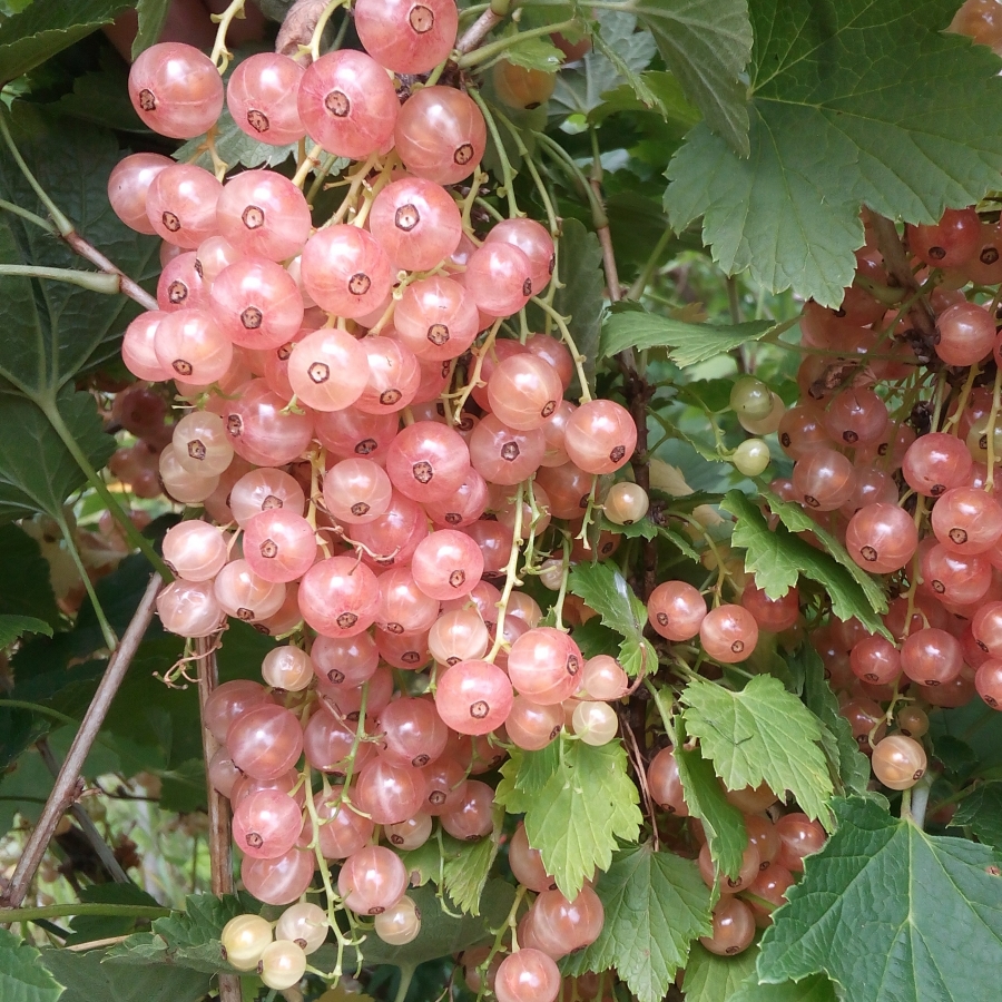 Смородина Розовый жемчуг v2 Tim 