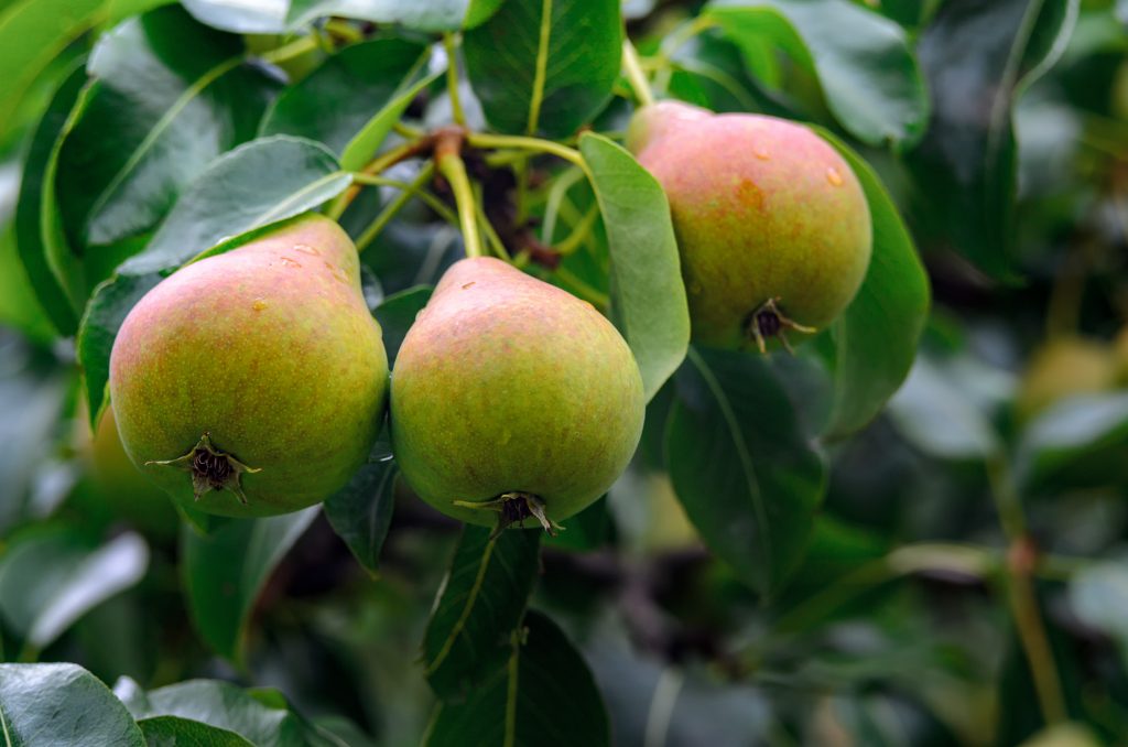 Груша Любимица Яковлева поздн v7 100-140 Tim по цене  Груша Любимица Яковлева поздн v7 100-140 Tim