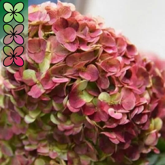 Гортензия метельчатая Граффити C15, 20-30 YP 