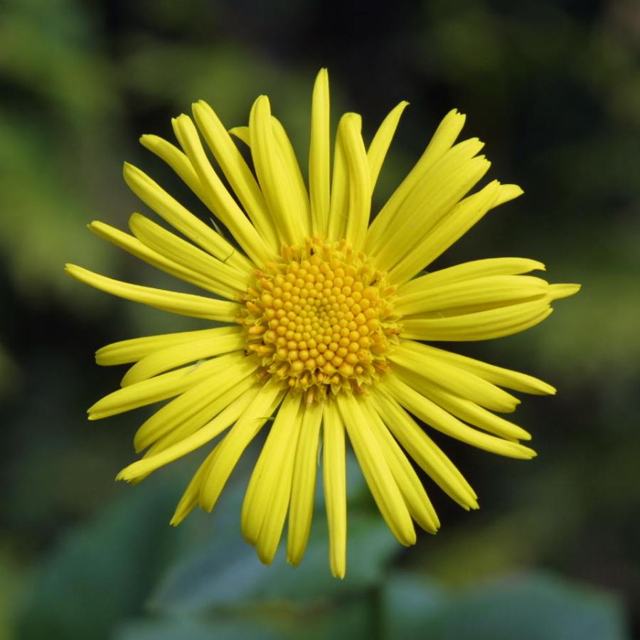 Дороникум p9 Push 