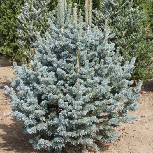 Пихта горная аризоника С7,5/30-40 