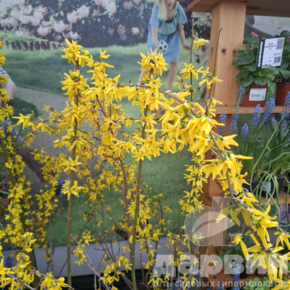 Форзиция промежуточная Спектабилис v7,5 h60-80 Lav 