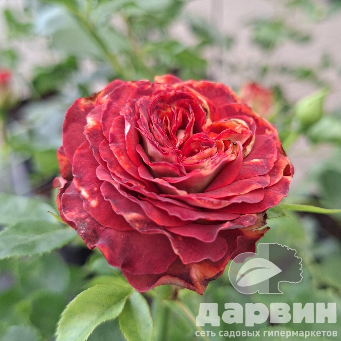 Роза спрей Тирамиссу v5 Lav 