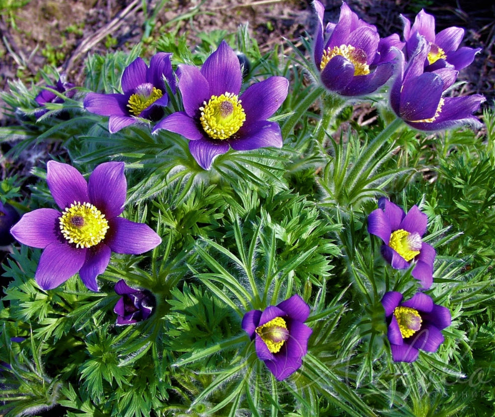 Прострел v1,5 Push 