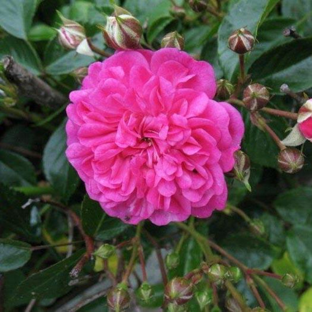 Роза почвопокровная Фейри Чайнгелинг v5 Lav 