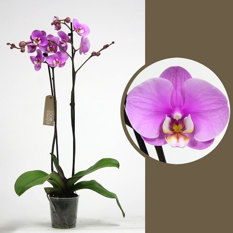 Фаленопсис 3 ст d12  ЯР 