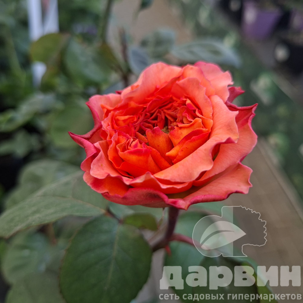 Роза чайно-гибридная Рене Гассини v5 Lav 