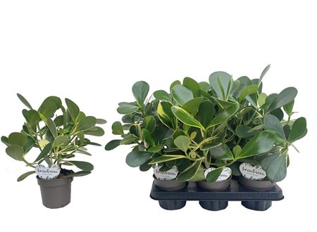 Клузия Розея вариегата d12 h40 