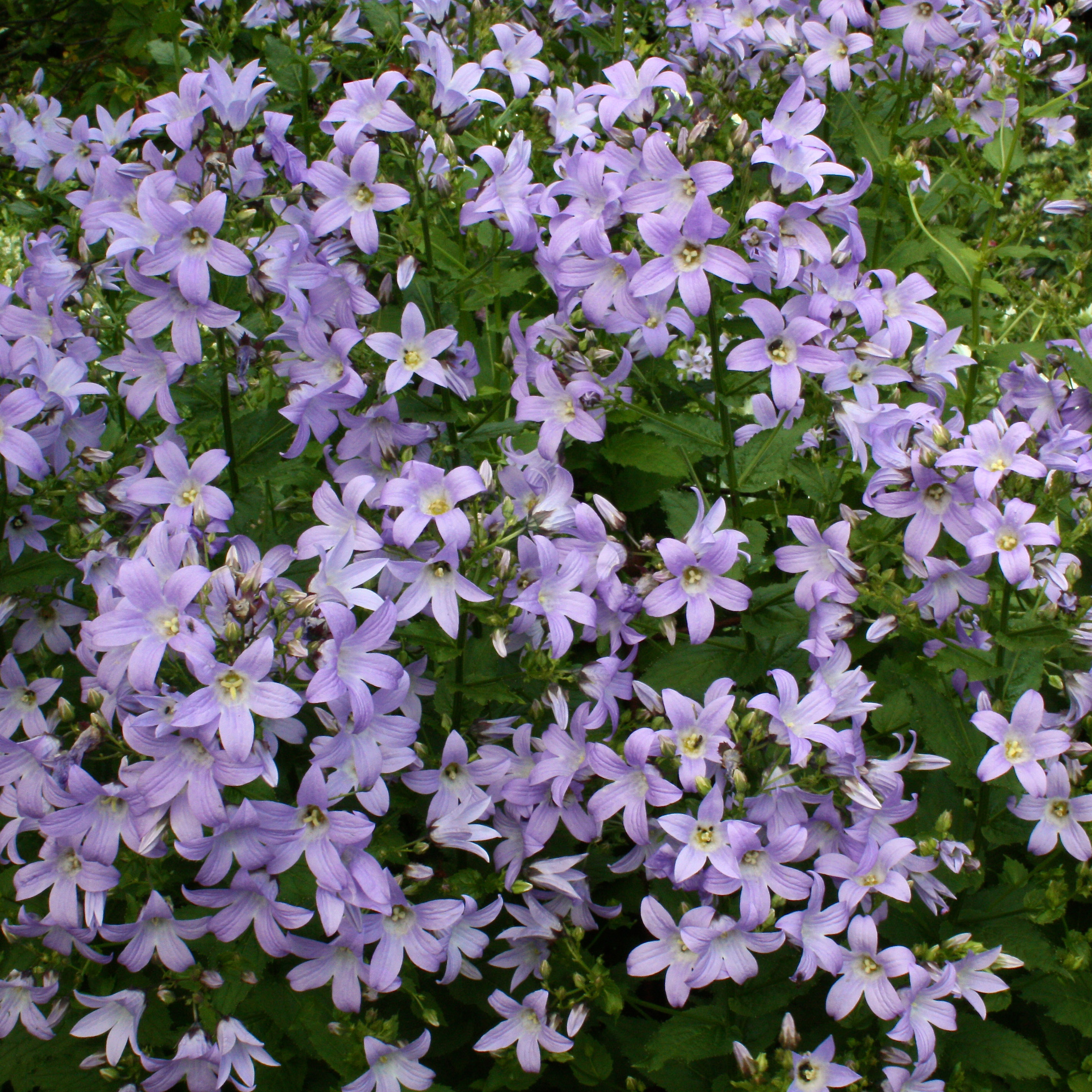 Колокольчик молочноцветковый Причардс Вар Tim 