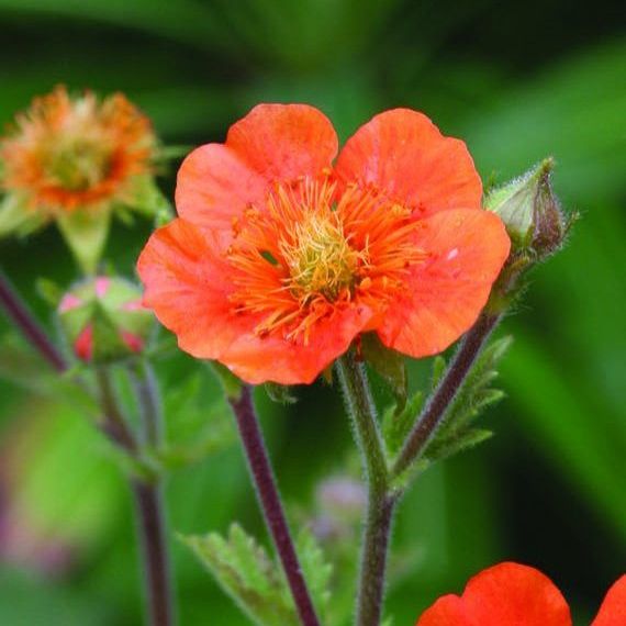 Гравилат v3 Push 