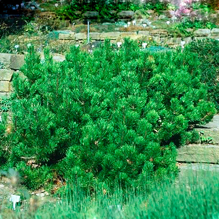 Растение сосна обыкновенная Тиндсал 40-60см Lt2 